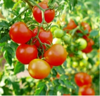 ウインドスター　イメージ画像