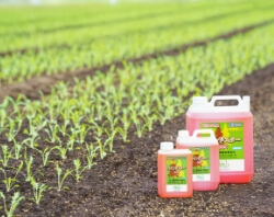 ウインドスター　イメージ画像