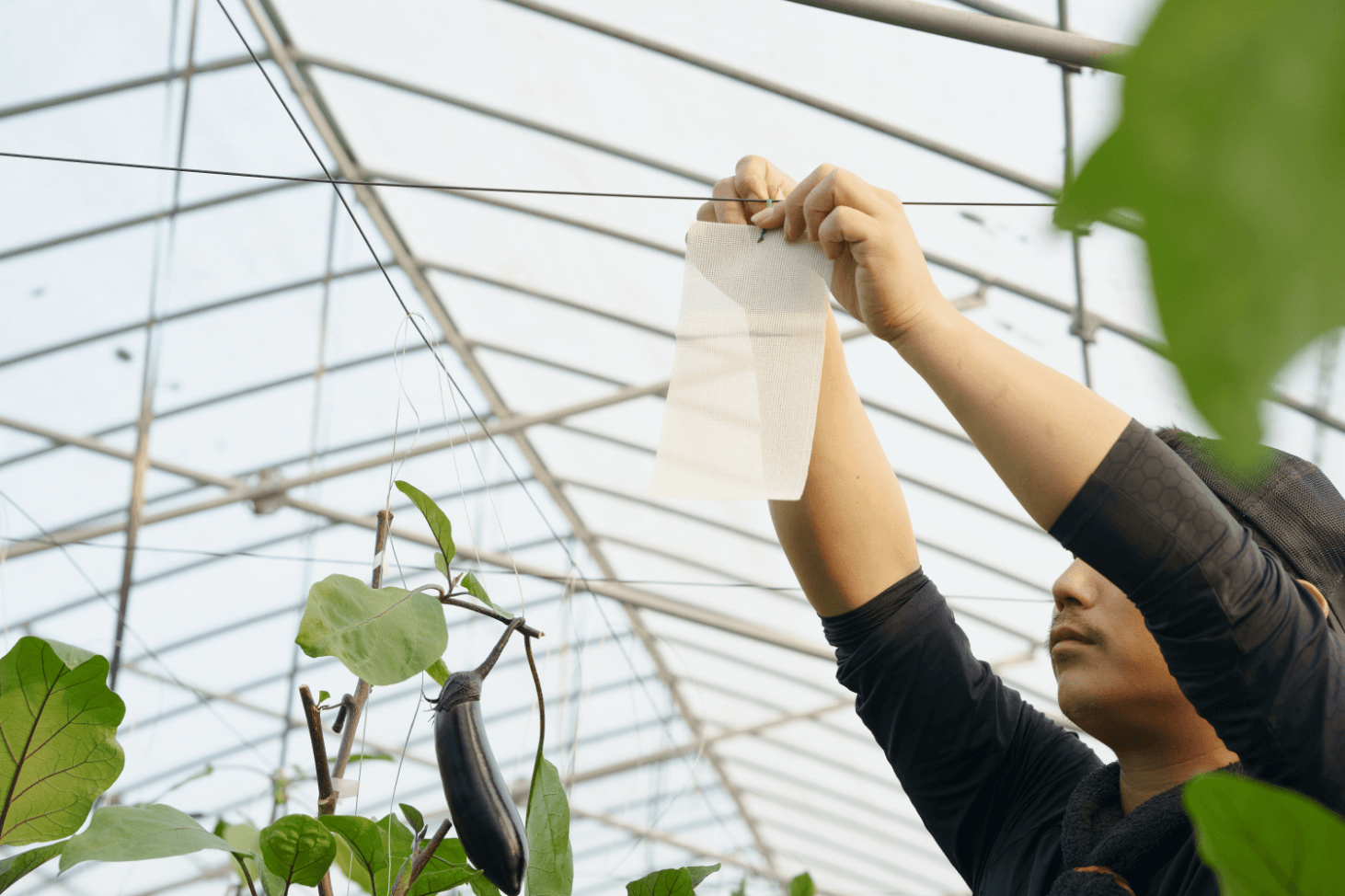 樹ノ香８８９和紙シート 画像3